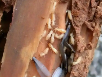 株洲白蚁防治公司分享新房入住防虫攻略，提前布局远离白蚁隐患